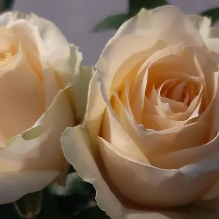 Bed & Breakfast Arkadia 3*